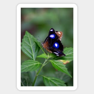 Common Eggfly and Friend Sticker